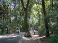 Trees at Meiji JingÃÂ« Srine, Tokyo, Japan Royalty Free Stock Photo